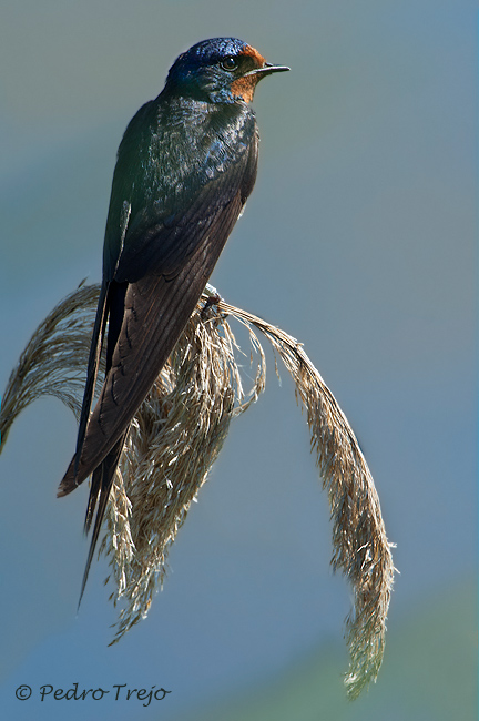 Golondrina comun (Hirundo rustica)